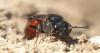 Sphecodes sp.